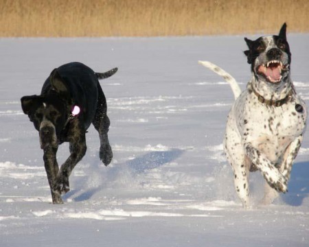 Hera & Yvan on the ice of the sea