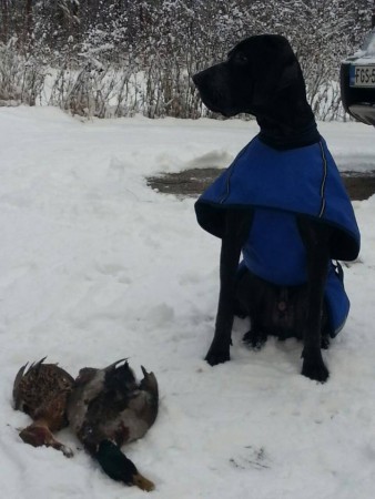 Gemme Bleue Joyeux Luron "Wesley" on new year's hunt 2014