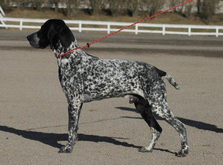 Galant du Ruisseau de Montbrun "Galle" 3 years