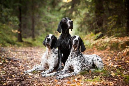 My Braque gang on 2013