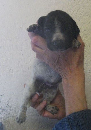 Greta about two weeks old