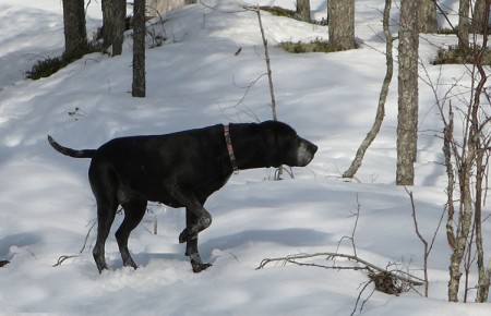 Hera over 9 years old, on point 2015